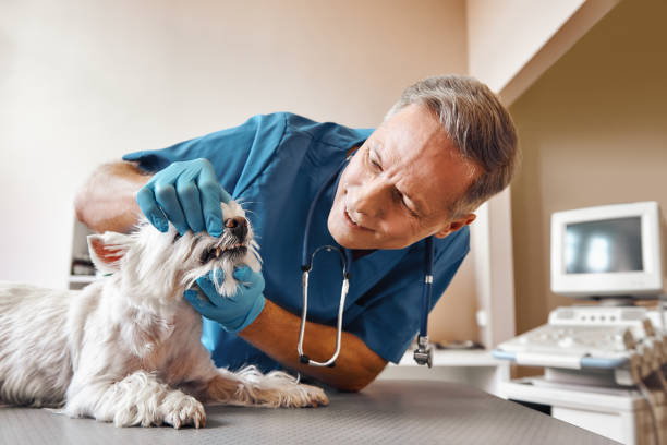 Best Emergency Dentist for Knocked-Out Tooth in North Lakeville, MA